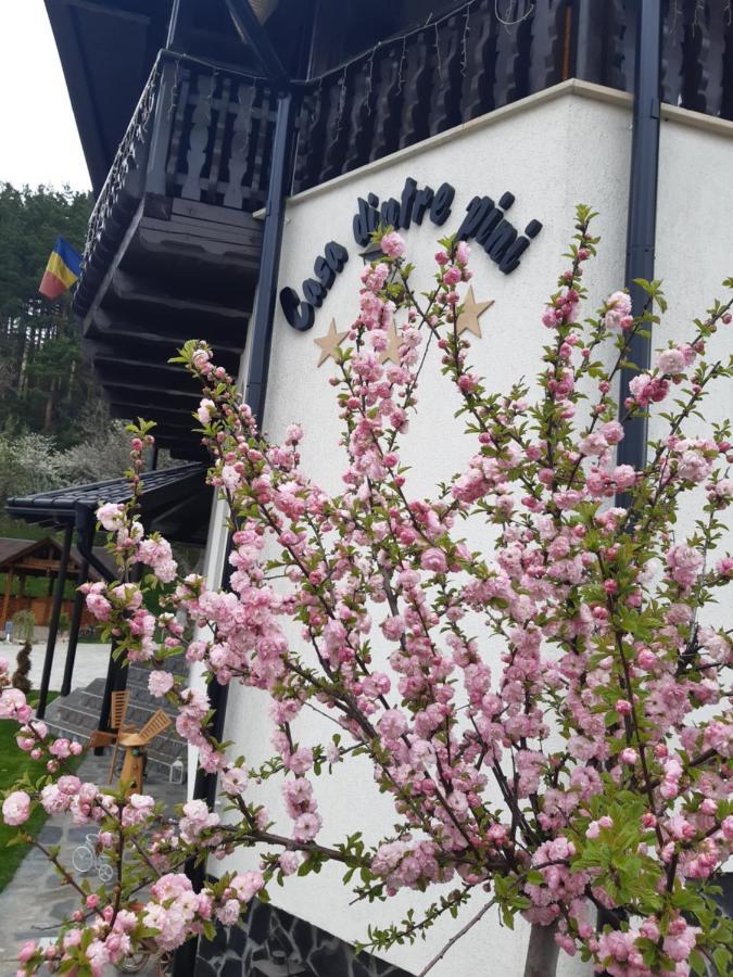 Casa Dintre Pini Villa Păltinoasa Exteriör bild